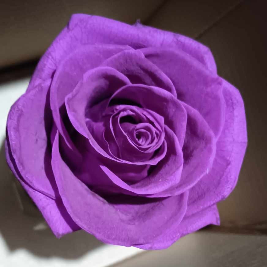 Purple single rose